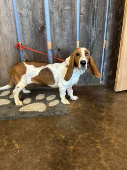 Rescue Basset Hound Dogs for Adoption in New Berlin, Wisconsin - ROSEMARY   $425 | PetCurious