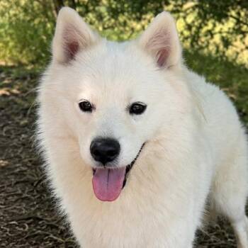 Anya -  Samoyed Dog for Adoption in Sonoma, California - Anya | PetCurious