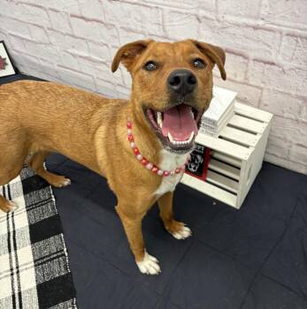Mixed Breed Dogs Available for Adoption in Detroit, Michigan - Zuzu | PetCurious
