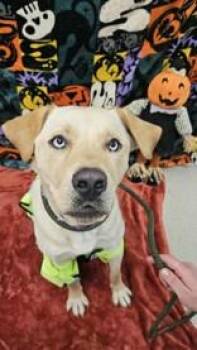 Rescue Mixed Breed Dogs for Adoption in Manitowoc, Wisconsin - Boomer | PetCurious