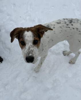 Great Pyrenees and Mixed Breed Dogs Available for Adoption in Dover, Arkansas - James | PetCurious
