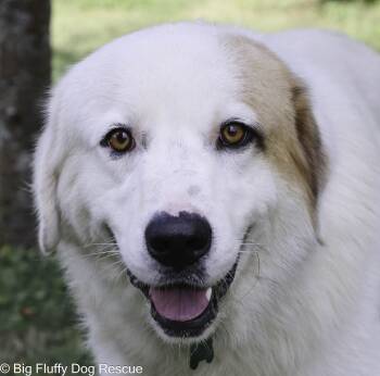 Morpheus -  Great Pyrenees Dog for Adoption in Nashville, Tennessee - Morpheus | PetCurious