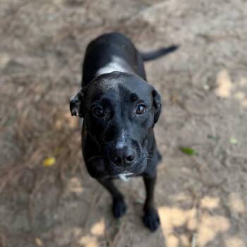 Max -  Labrador Retriever Dog for Adoption - Max | PetCurious