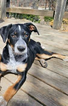 Border Collie and Australian Cattle Dog Blue Heeler Dogs Available for Adoption - Lilly | PetCurious