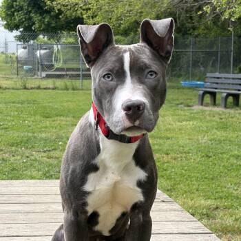 Pit Bull Terrier Dogs Available for Adoption in Ridgely, Maryland - Opie | PetCurious