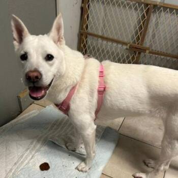 Ruby fka Flame -  Shepherd and Mixed Breed Dog for Adoption in North Myrtle Beach, South Carolina - Ruby Fka Flame | PetCurious