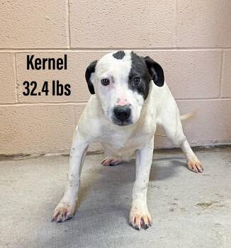 Staffordshire Bull Terrier and Labrador Retriever Dogs Available for Adoption - Kernel | PetCurious