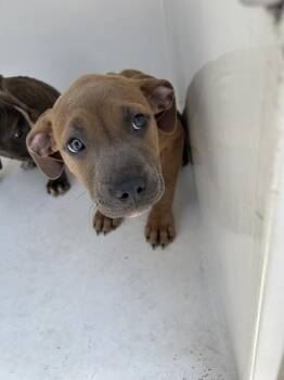 Pit Bull Terrier Dogs Available for Adoption in Mobile, Alabama - Salena | PetCurious