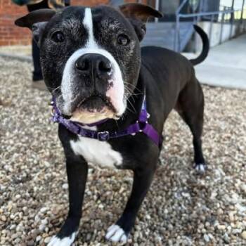 Lulu -  Pit Bull Terrier and Mixed Breed Dog for Adoption in Richmond, Virginia - Lulu | PetCurious