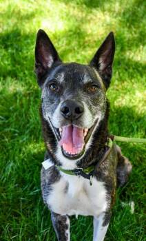 Yuki -  Siberian Husky and Pit Bull Terrier Dog for Adoption in Yakima, Washington - Yuki | PetCurious