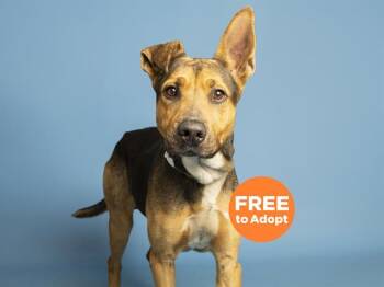 German Shepherd Dog and Mixed Breed Dogs Available for Adoption in Phoenix, Arizona - PIP | PetCurious