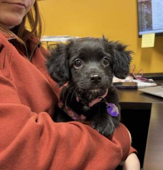 Dachshund and Shih Tzu Dogs Available for Adoption - ORCHID | PetCurious