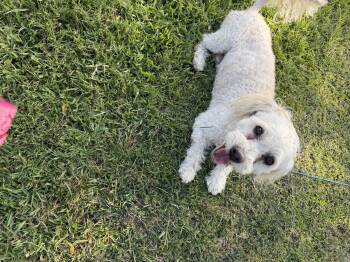 Bichon Frise Dogs Available for Adoption in Louise, Texas - Toby | PetCurious