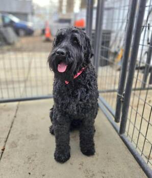 Rescue Black Russian Terrier and Poodle Dogs for Adoption in Severance, Colorado - Matilda | PetCurious