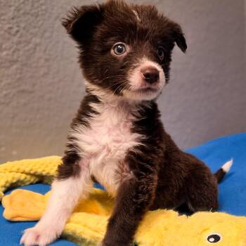 Roper -  Border Collie Dog for Adoption in Gainesville, Texas - Roper | PetCurious