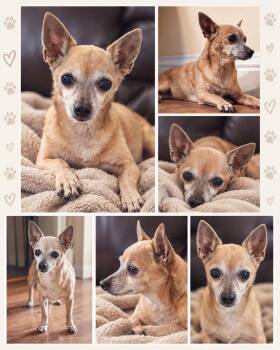 Madonna -  Chihuahua Dog for Adoption in Clovis, California - Madonna | PetCurious