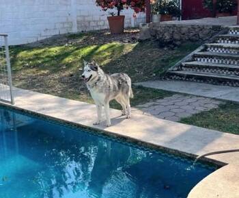 Zander -  Husky Dog for Adoption in Calgary, Alberta - Zander | PetCurious