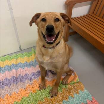 Charlie -  Yellow Labrador Retriever and Mixed Breed Dog for Adoption in Milan, Illinois - Charlie | PetCurious