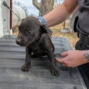 Black Labrador Retriever and Mixed Breed Dogs Available for Adoption - Float | PetCurious