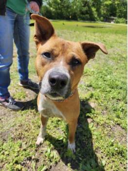 Don Key -  Mixed Breed Dog for Adoption in Terre Haute, Indiana - Don Key | PetCurious