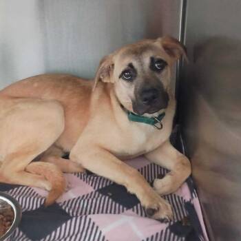 Raven -  Black Mouth Cur Dog for Adoption in New Orleans, Louisiana - Raven | PetCurious