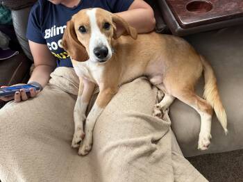 Henry -  Beagle and Coonhound Dog for Adoption in Aurora, Illinois - Henry | PetCurious