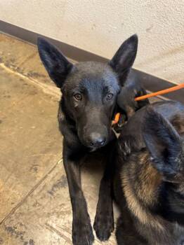 Belgian Shepherd Malinois and German Shepherd Dog Dogs Available for Adoption in Ontario, California - ATLAS | PetCurious