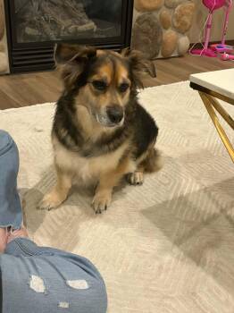 German Shepherd Dog and Finnish Lapphund Dogs Available for Adoption - Mocha | PetCurious