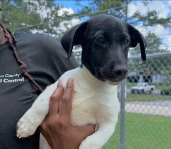 Pup Damian -  Jack Russell Terrier and Dachshund Dog for Adoption in Washington, District Of Columbia - Pup Damian | PetCurious