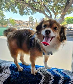 Rescue Pomeranian and Chihuahua Dogs for Adoption in El Cajon, California - Bear | PetCurious