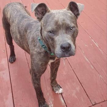 Archer -  Mixed Breed Dog for Adoption in Fredericksburg, Virginia - Archer | PetCurious