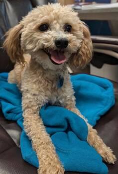 Dougie -  Poodle Dog for Adoption in Carson City, Nevada - Dougie | PetCurious