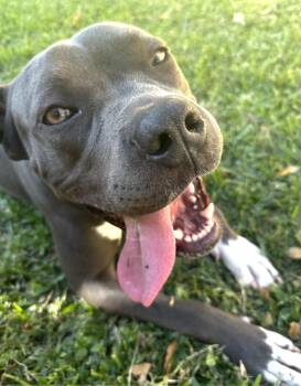 Rescue Pit Bull Terrier Dogs for Adoption in Rochester, New York - Beefcake | PetCurious