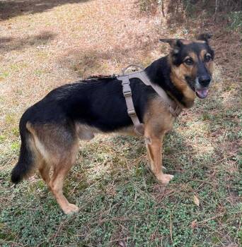 Rescue German Shepherd Dog Dogs for Adoption in Lucas, Texas - BEAR GS | PetCurious