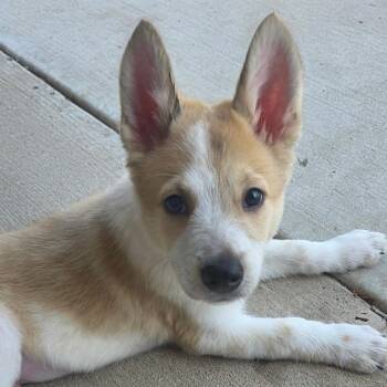 Terrier Dogs Available for Adoption - Oakley B907 | PetCurious