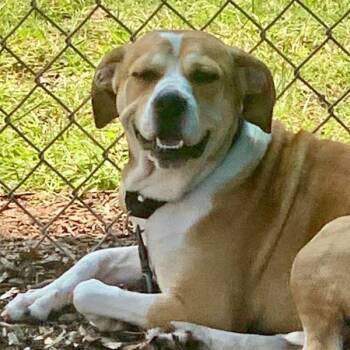 Eliza -  Beagle and Staffordshire Bull Terrier Dog for Adoption in Austin, Texas - Eliza | PetCurious