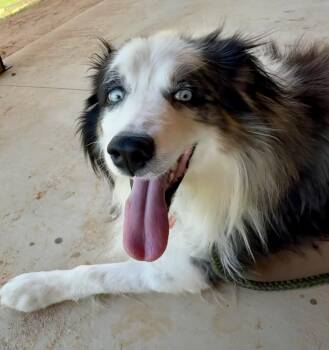 Smokey -  Australian Shepherd Dog for Adoption - Smokey | PetCurious