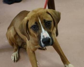 Rescue Retriever and Hound Dogs for Adoption in Lake Wylie, South Carolina - Diana | PetCurious