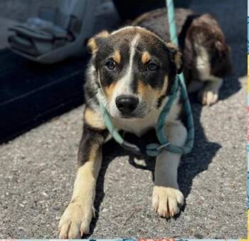 Collie Dogs Available for Adoption in Plainfield, Illinois - Sekani | PetCurious