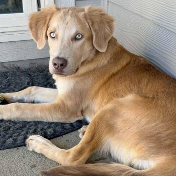 Beefy -  Golden Retriever Dog for Adoption in Mead, Colorado - Beefy | PetCurious