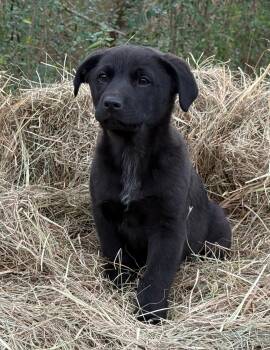 Labrador Retriever Dogs Available for Adoption - Spot | PetCurious