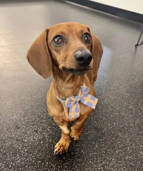 Dachshund Dogs Available for Adoption in San Francisco, California - BRAVE LITTLE TOASTER | PetCurious