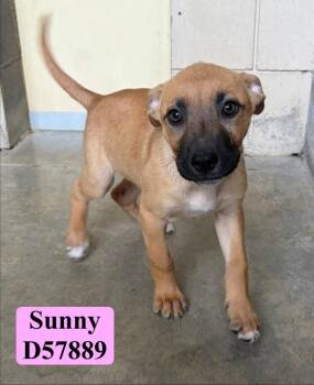 Sunny D -  German Shepherd Dog and Mixed Breed Dog for Adoption in Clarksville, Tennessee - Sunny D | PetCurious