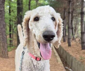 Sun -  Standard Poodle Dog for Adoption in San Ramon, California - Sun | PetCurious