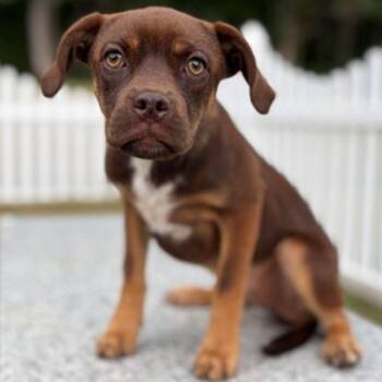 Streusel -  Boxer Dog for Adoption in East Hanover, New Jersey - Streusel | PetCurious
