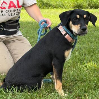 Chatty Cathy -  Mixed Breed Dog for Adoption in Morristown, Vermont - Chatty Cathy | PetCurious