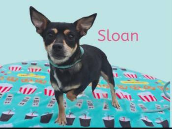 Miniature Pinscher Dogs Available for Adoption in Joliet, Illinois - Sloan | PetCurious