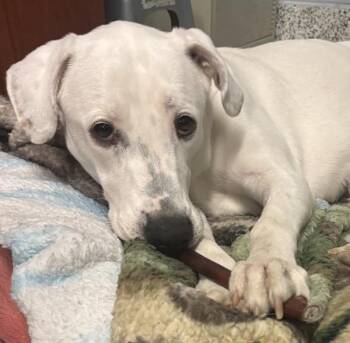 Peach -  Great Pyrenees Dog for Adoption in Golden, Colorado - Peach | PetCurious