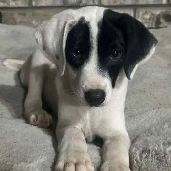 Woody -  Mixed Breed Dog for Adoption - Woody | PetCurious