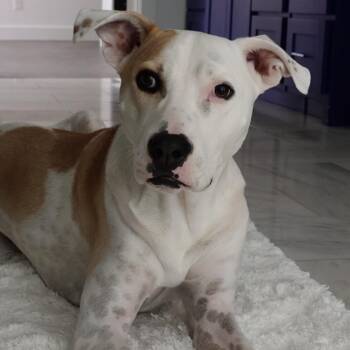 Siena -  Mixed Breed Dog for Adoption in Colleyville, Texas - Siena | PetCurious